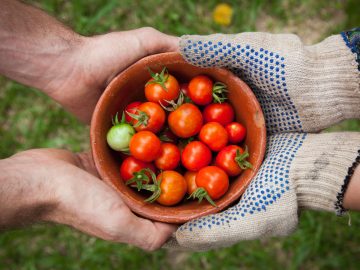 O que são alimentos orgânicos?